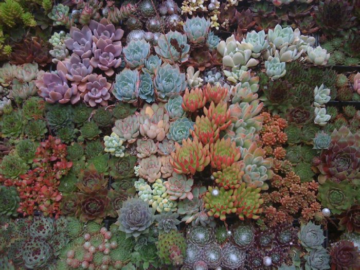 Succulent Art • Insteading